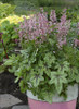 Heucherella Pink Fizz PPAF 20ct Flat