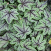 Heucherella 'Pink Fizz' PP26947 (20)ct Flat