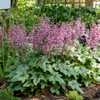 Heucherella 'Pink Fizz' PP26947 (20)ct Flat