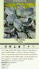 Hosta BIG DADDY 20ct Flat