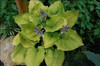 Hosta COAST TO COAST PPAF 20ct Flat