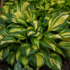 Hosta 'Rainbow's End' PP17251 (20)ct Flat