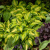 Hosta 'Rainbow's End' PP17251 (20)ct Flat