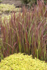Imperata c Red Baron 30ct Flat