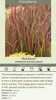 Imperata c Red Baron 30ct Flat