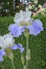Iris Tall Cool One 25 BR Plants