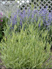 Lavandula a PLATINUM BLONDE TM Momparler PP23834 25 BR Plants