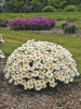 Leucanthemum superbum Whoops-a-Daisy PPAF 30ct Flat