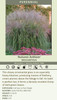Miscanthus sinensis Autumn Anthem PPAF 20ct Flat