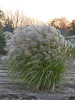 Miscanthus sinensis Autumn Anthem PPAF 20ct Flat