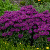 Monarda 'Grape Gumball' PP27498 (20)ct Flat