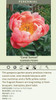 Paeonia Coral Sunset 10 plants