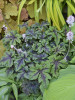 Tiarella Jade Peacock PPAF 30ct Flat