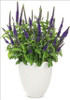 Veronica Enchanted Indigo PPAF 25 BR Plants