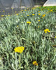 Achillea 'Coronation Gold' (3.5 inch pot)