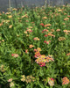 Achillea 'Oertel's Rose' (3.5 inch pot)