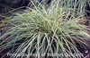 Carex oshimensis Evergold 3.5 inch pot