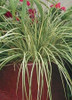 Carex oshimensis Evergold 3.5 inch pot