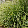 Carex morrowii 'Ice Dance' (3.5 inch pot)