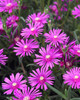 Delosperma cooperi (3.5 inch pot)