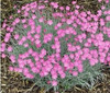 Dianthus g Baths Pink 3.5 inch pot