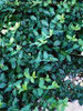 Euonymus f Coloratus 2.5 inch pot