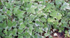 Hedera helix Anne Marie 3.5 inch pot