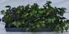 Hedera helix English 2.5 inch pot