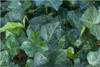 Hedera helix English bare root plant