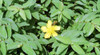 Hypericum calycinum 2.5 inch pot