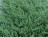Juniperus c Blue Pacific 3.5 inch pot
