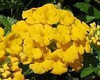 Lantana New Gold 3.5 inch pot