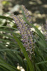 Liriope muscari Big Blue 3.5 inch pot