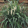 Liriope muscari 'Monroe White' (3.5 inch pot)