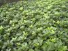 Pachysandra terminalis Green 3.5 inch pot