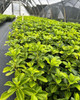 Pachysandra terminalis 'Green'   (3.5 inch pot)