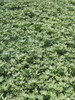 Pachysandra t. 'Silver Edge' (bare root plant)