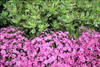 Phlox subulata Drummonds Pink 3.5 inch pot