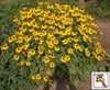 Rudbeckia fulgida Goldsturm 3.5 inch pot