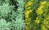 Sedum reflexum Blue Spruce 3.5 inch pot