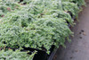 Thymus serpyllum 'Elfin' (3.5 inch pot)
