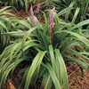 Liriope muscari 'Gold Band' (3.5 inch pot)