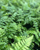 Polystichum acrostichoides (3.5 inch pot)