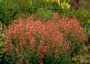 Agastache Sunset 10ct Quarts