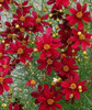 Coreopsis Permathread Red Satin PPAF 10ct Quarts