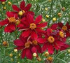 Coreopsis Permathread Red Satin PPAF 10ct Quarts