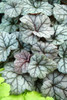 Heuchera Cinnabar Silver PP18324 10ct Quarts