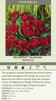 Primula vulgaris Belarina Valentine PPAF 10ct Quarts