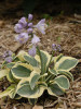 Hosta MIGHTY MOUSE 10ct Flat