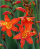 Crocosmia Prince of Orange 25 BR Plants